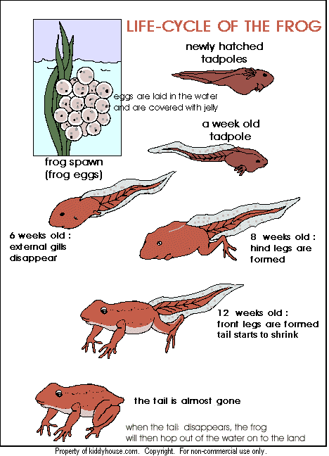 Life-Cycle of a Frog | kiddyhouse.com
