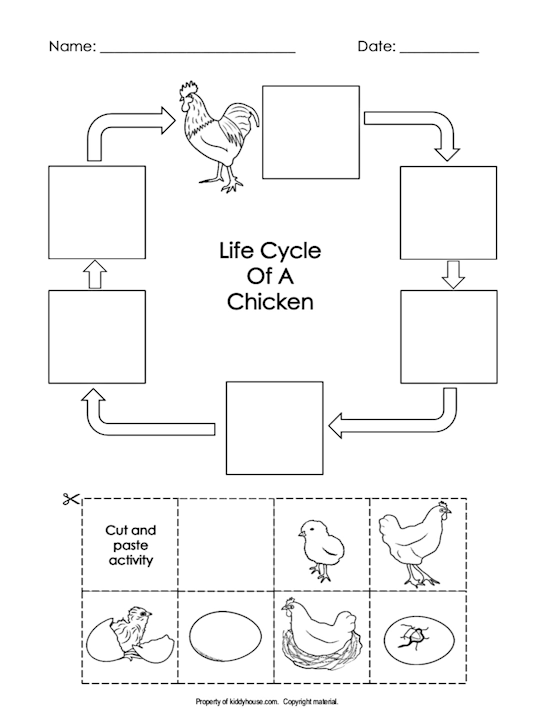 Free Printable Life Cycle Of A Chicken Worksheet PRINTABLE TEMPLATES